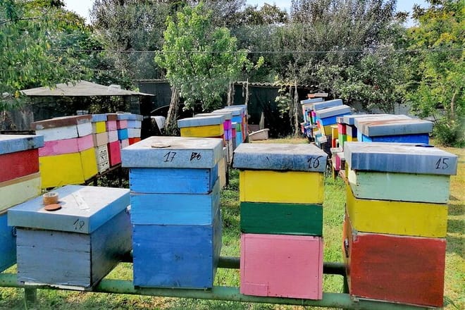 Local apiary