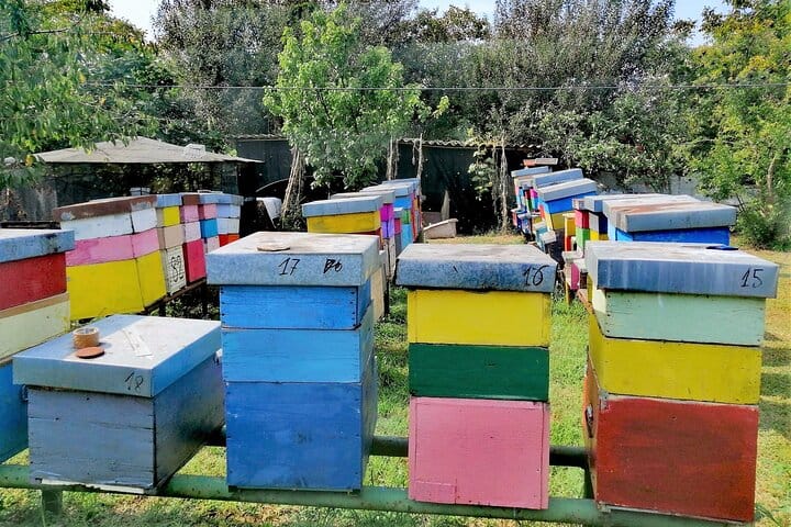 Local apiary