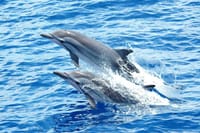 Dolphin House Reef Snorkeling Adventure &amp; Transfers – Marsa Alam