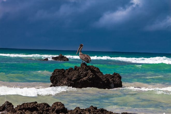 Galapagos Bird