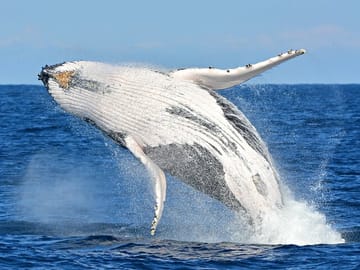 Whale Watching and Wine Tasting Tour from Cape Town