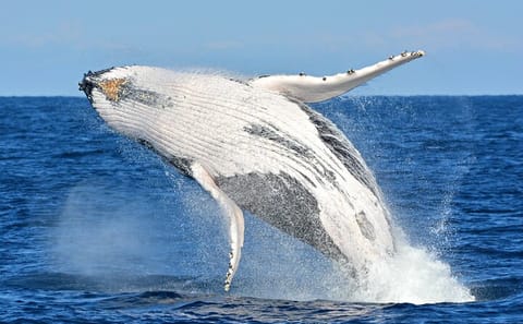 Whale Watching and Wine Tasting Tour from Cape Town