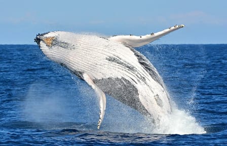 Whale Watching and Wine Tasting Tour from Cape Town