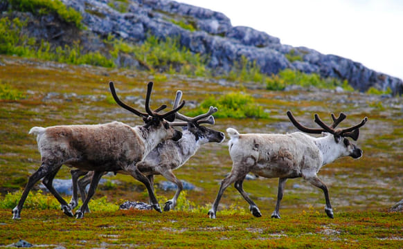 Arctic Reindeer Hike Experience