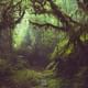 Cloud Forest hanging Bridges tour