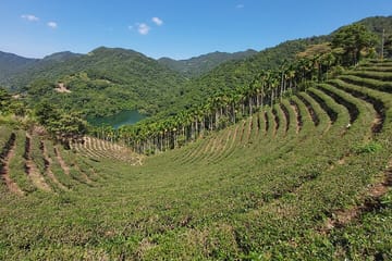 Thousand Island Lake and Pinglin Tea Plantation Tour from Taipei