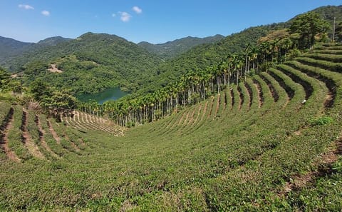 Thousand Island Lake and Pinglin Tea Plantation Tour from Taipei