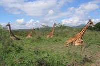 Arusha National Park Day Tour with Walking Safari & Canoeing  1