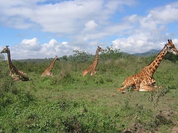 Arusha National Park Day Tour: Walking Safari and Canoeing