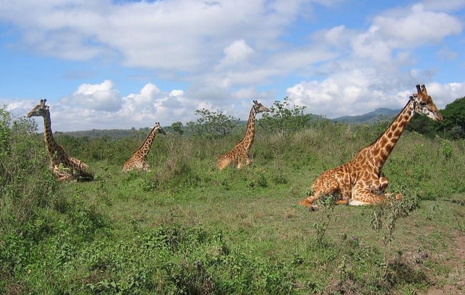 Arusha National Park Day Tour: Walking Safari and Canoeing