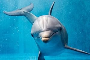 Dolphin House Royal Sea Trip Water Sports W/Transfer - HURGHADA