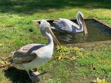 Karavasta Lagoon Boat Trip and Nature Tour from Tirana