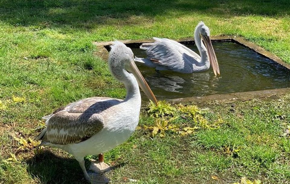 Karavasta Lagoon Boat Trip and Nature Tour from Tirana