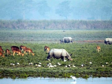 Wildlife and Cultural Tour of Dimapur and Guwahati