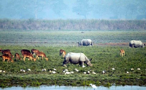 Wildlife and Cultural Tour of Dimapur and Guwahati