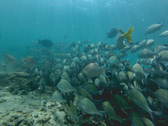 School of tropical reef fish underwater during snorkeling tour in Los Cabos