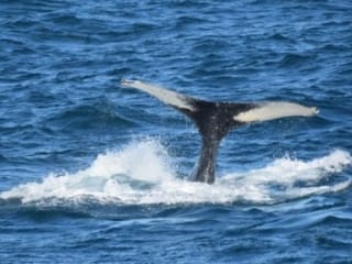 Humpback whale lifting its tail before a deep dive during a Reykjavík whale watching trip, offering guests a chance to experience Iceland’s