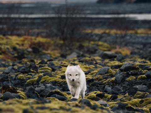 Þórsmörk Hike | Day Tour | Midgard , photo 5