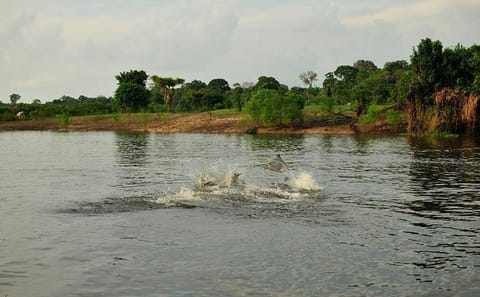 5-Day Amazon Manaus Jungle Adventure