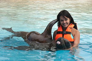 Swim with sea lions in Cozumel 
