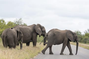 Self-Drive Safari Adventure in Kruger National Park