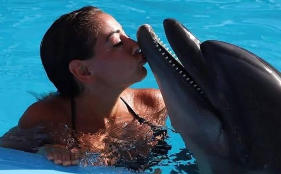 Premium Dolphin Photo Session in Pool Interaction & Transfer – Hurghada