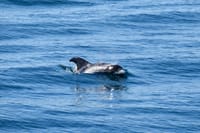 Whale Watching 5