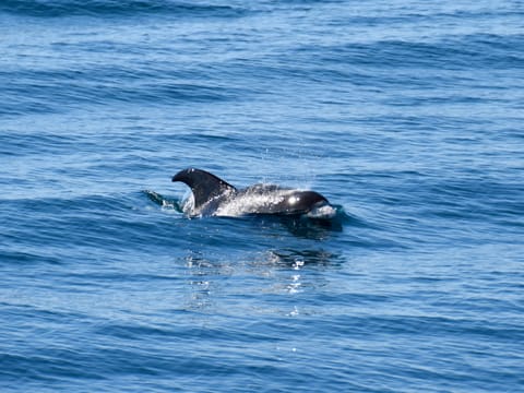 Whale Watching, photo 5