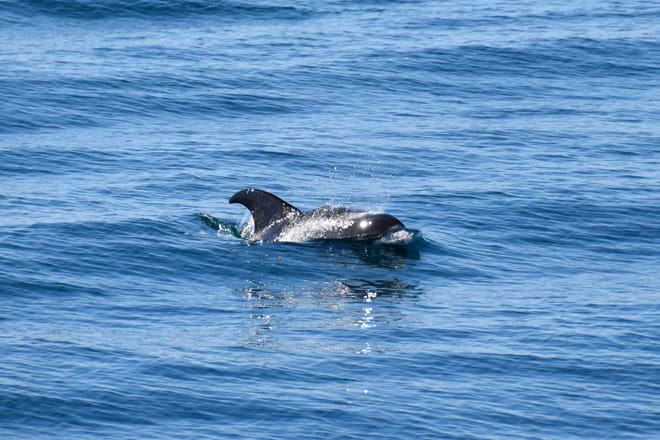 Whale Watching 5