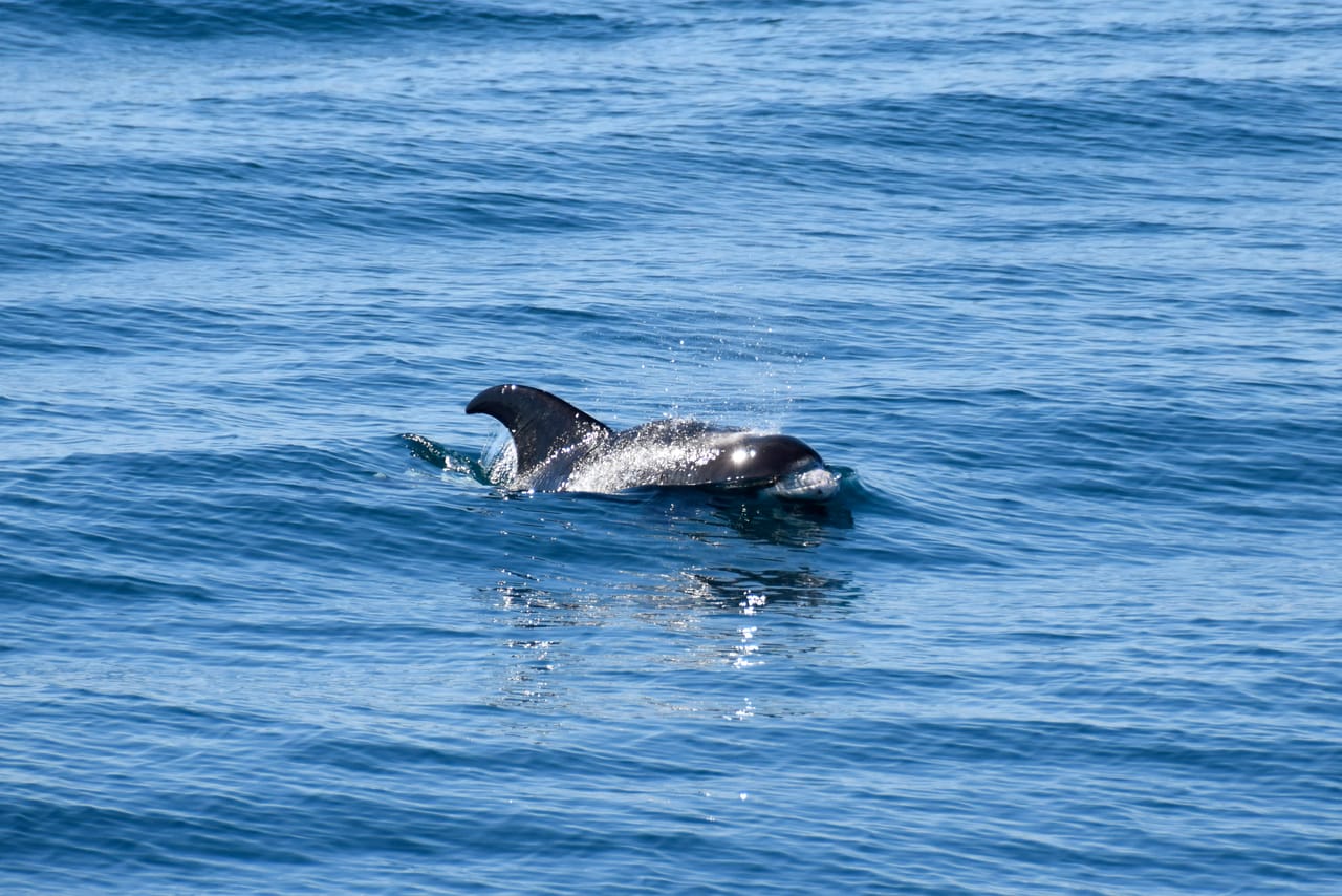 Whale Watching 5