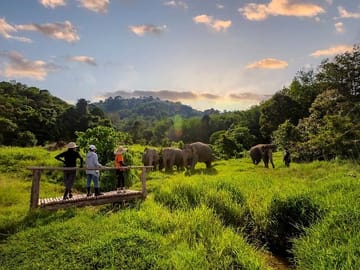 2 Hours - Phuket Ethical Elephant Nature Park Visit