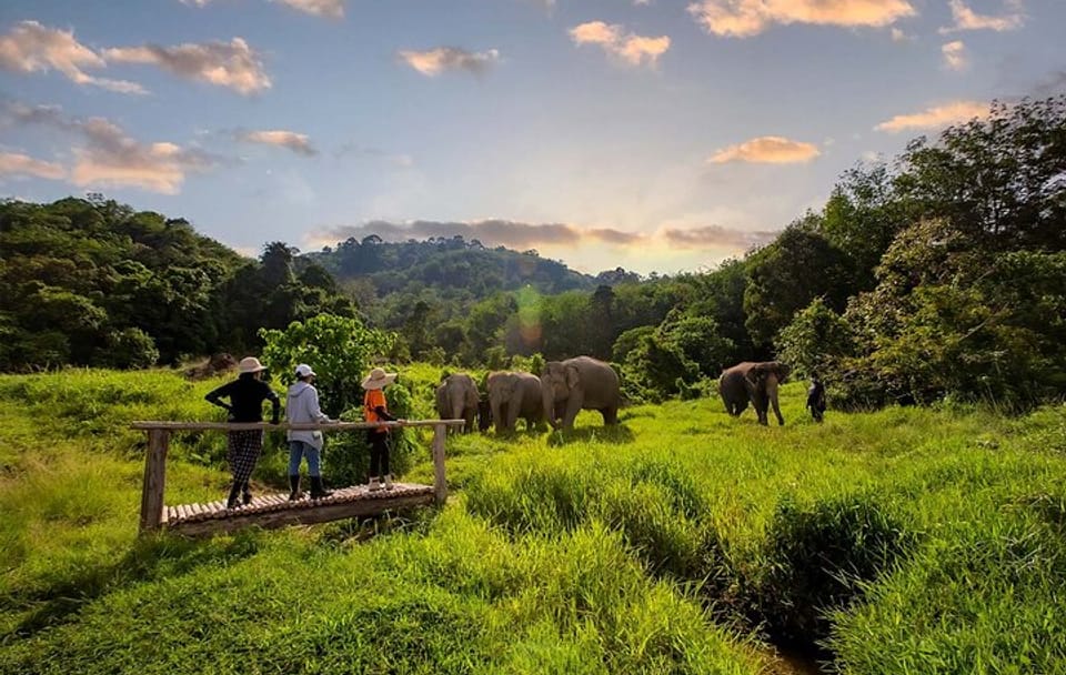 Phuket: Walk and Feed Ethical Elephant Nature Park Visit