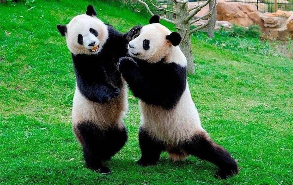 Private Day Tour of Chengdu Panda Base and Leshan Buddha