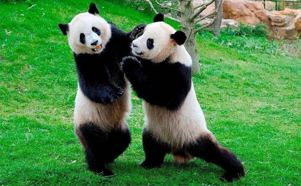 Private Day Tour of Chengdu Panda Base and Leshan Buddha