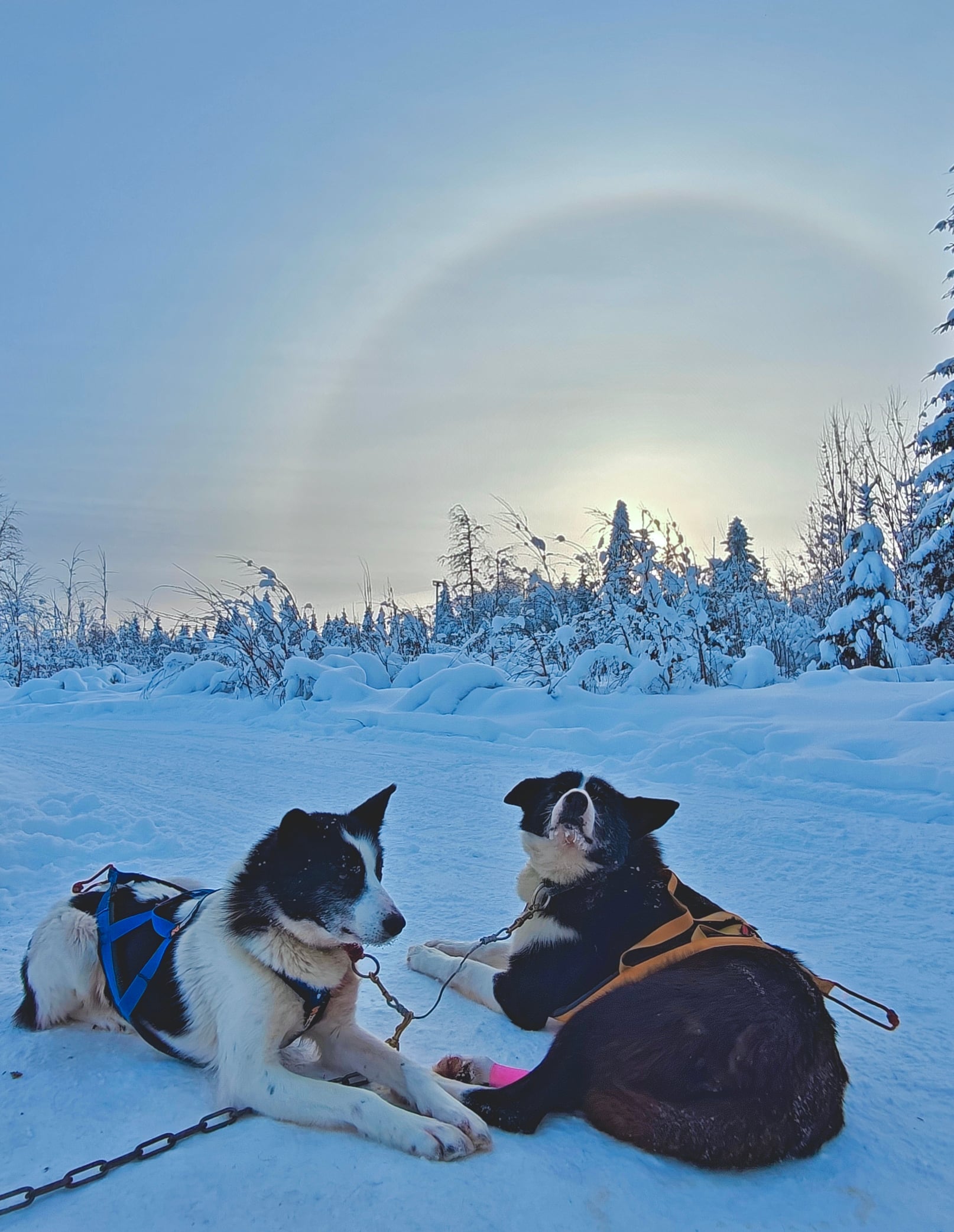 Huskys wondering winter magial light effetcs