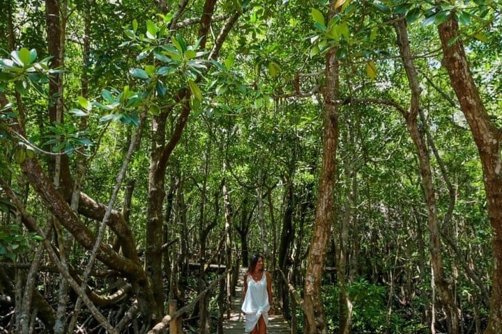 Explore Stone Town and Jozani Forest with Turtles Zanzibar 6