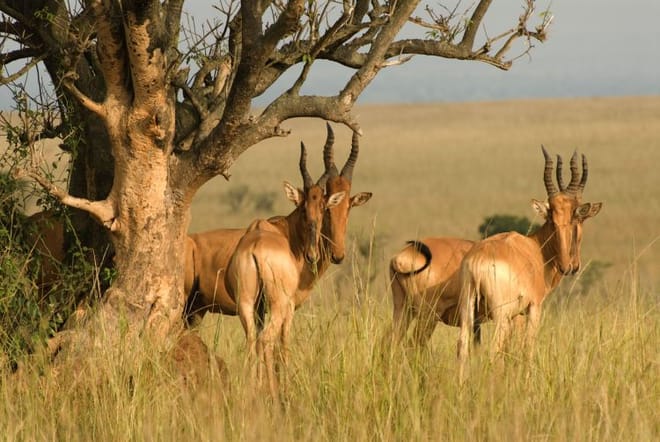 3 DAYS PRIVATE SAFARI TO MAASAI MARA NATIONAL PARK AND KEEKOROK LODGE photo 4