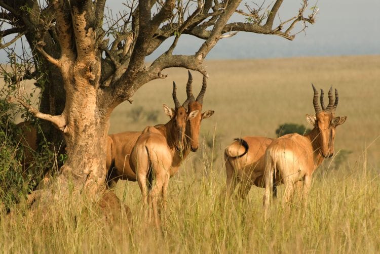 3 DAYS PRIVATE SAFARI TO MAASAI MARA NATIONAL PARK AND KEEKOROK LODGE 4
