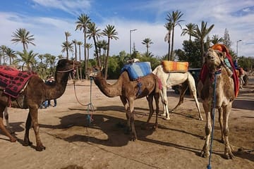 Majical Majorelle Garden and Camel Ride in Palmeraie of Marrakech