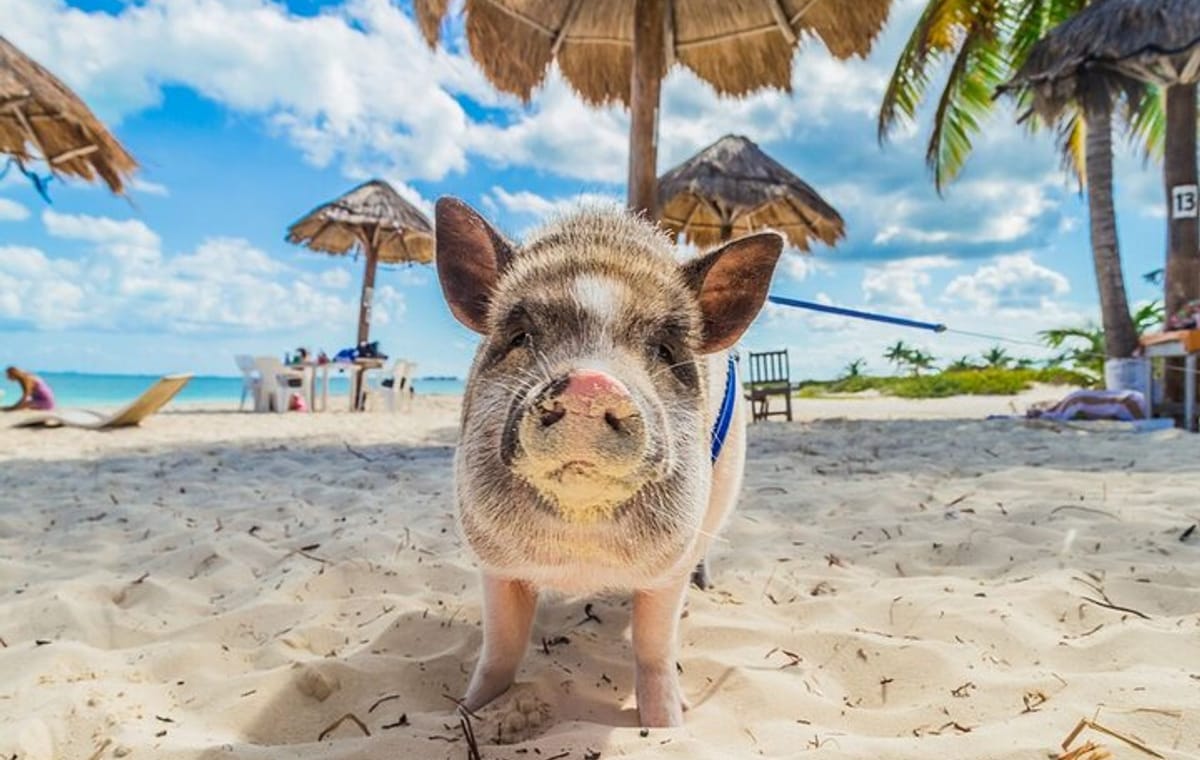 Private Longtail Boat Tour to Koh Madsum and Koh Tan