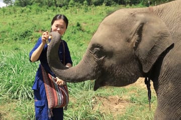 Half-Day Afternoon Elephant Sanctuary Program in Chiang Mai