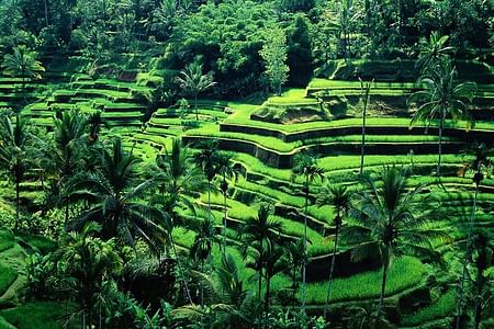 Adventure-Filled Ubud Tour: ATV Ride, Monkey Forest & Tegalalang Rice Terrace