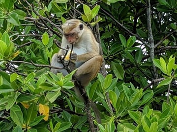 Lagoon Boat Tour to Monkey Island in Negombo, Sri Lanka