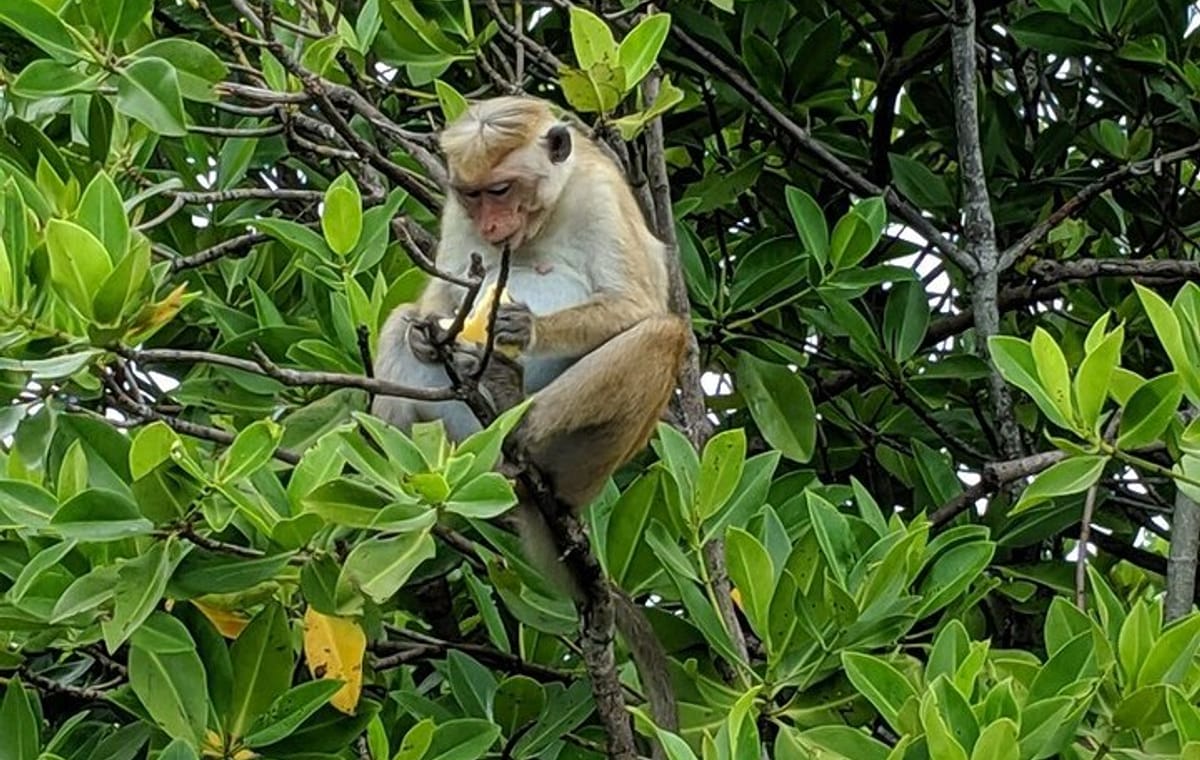 3 Hours Lagoon Tour to Monkey Island