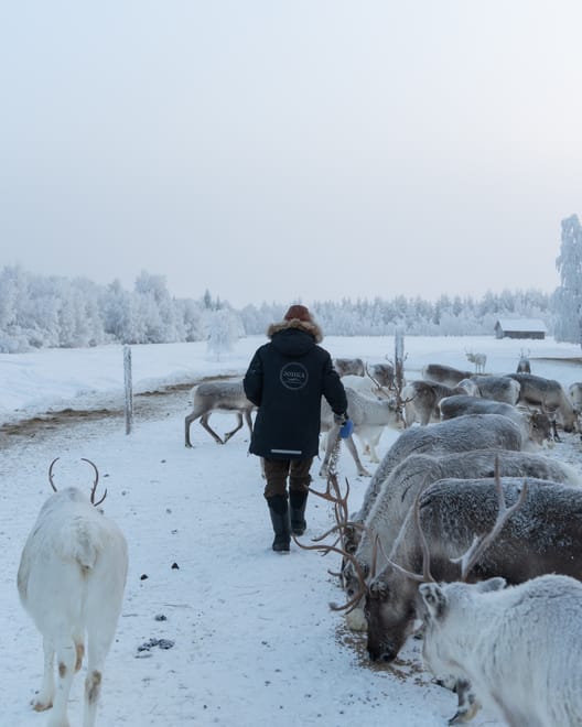 Private Reindeer Herder Day Experience, Rovaniemi, Lapland, Finland