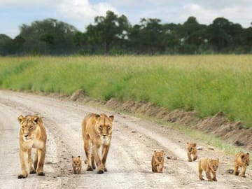 12Days Best of Kenya and Tanzania Wildlife Safari
