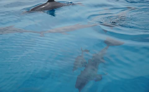 Catamaran Snorkeling Tour in El Gouna, Hurghada