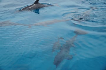 Catamaran Snorkeling Tour in El Gouna, Hurghada