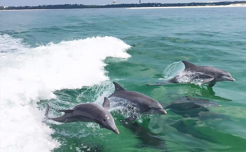 Morning Dolphin Watching and Snorkeling Cruise from Bali, Greece