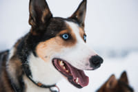 Self-Driving Husky Tour 7-kilometers 3